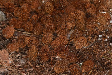 Red pine cones on the ground in the forest, close-up