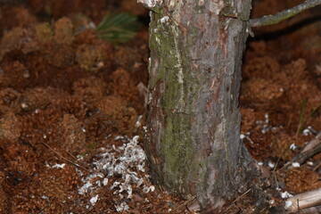 pine tree trunk closeup on red pine cones background
