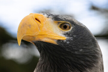 Steller's Sea Eagle closeup of head (Haliaeetus pelagicus)