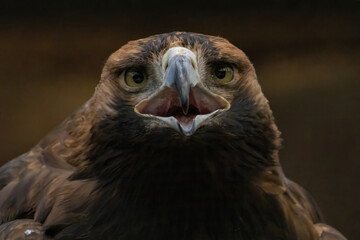 Eastern imperial eagle (Aquila heliaca) and tree.