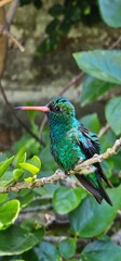 Colibrí/picaflor verde azulado posado en una rama de rosa china de perfil. Imagen vertical