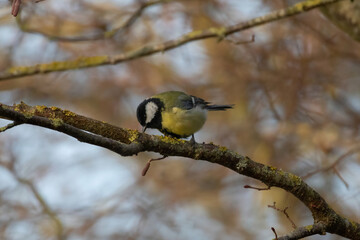 Naklejka premium Tit bird on branch. Tit close up.