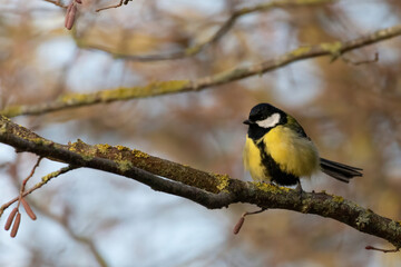 Tit bird on branch. Tit close up.