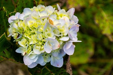 Delicate Hydrangea Flowers Showcasing Subtle White, Yellow, and Green Tones
