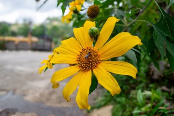 Mexican sunflower weed Tithonia diversifolia in full bloom on a sunny day, with a honeybee buzzing around and resting on the vibrant petals.