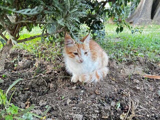 street cat walks lies down resting. High quality photo