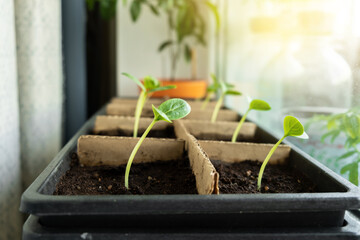 Seedlings on the windowsill of the house.