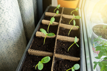 Seedlings on the windowsill of the house.