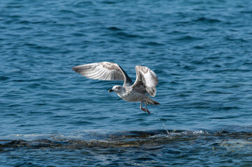 A young yellow-legged gull (Larus michahellis) takes off from the surface of the sea