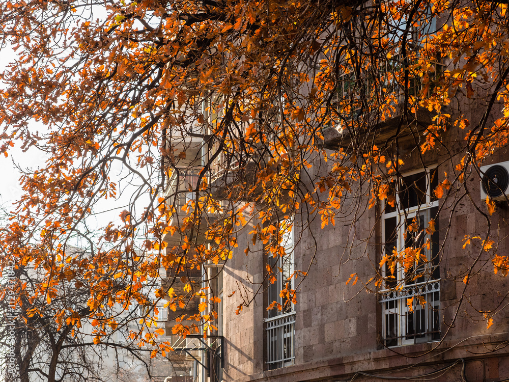 Sticker branches of oak tree and house in autumn