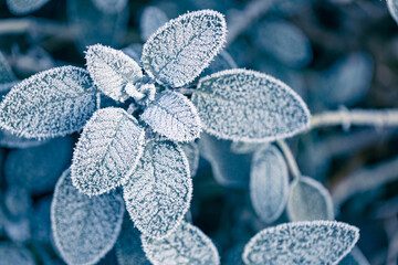 White rime crystals on a sage leaves in the late autumn morning in a cold blue tones.