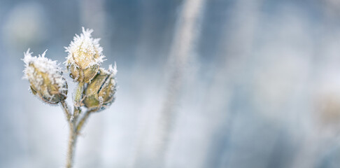 The beauty of the late autumn season. Frosty weather in cold tones. Dry buds on a bush, covered with white rime crystals. Shallow depth of field.