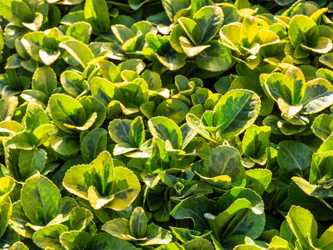 greel foliage of plant illuminated by sunset sun
