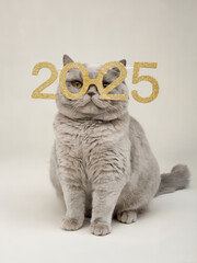 British shorthair cat with 2025 golden glasses studio setting portrait photography minimalist background elegant concept