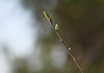 Spring nature closeup, green branches and bokeh