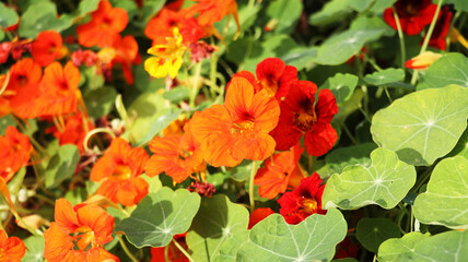 Nasturtium in dew flowering in green leaves background on early morning, vivid color nasturtium flowers blooming in summer or autumn time, floral nasturtium background