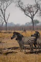 Obraz premium Afrikanische Tierwelt