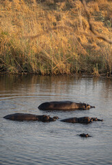 Fototapeta premium Afrikanische Tierwelt