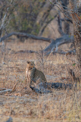 Afrikanische Tierwelt