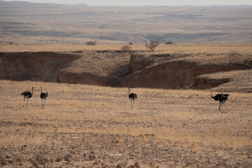 Afrikanische Tierwelt