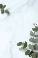 Green eucalyptus branches on marble background