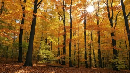 Fototapeta premium Beautiful autumn forest with sunlight streaming through the colorful leaves, picturesque