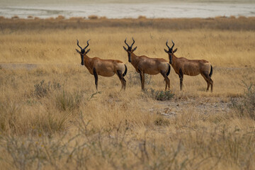 Afrikanische Tierwelt