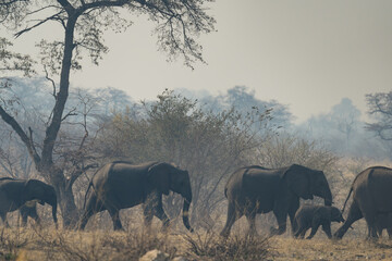 Fototapeta premium Afrikanische Tierwelt