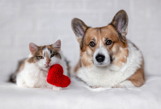 couple of furry friends corgi dog and calico cat lie next to red heart on valentine's day