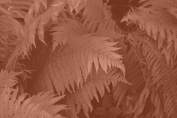 Mocha Mousse beautiful view of fern plant in monochrome color. Forest Mocha Mousse colored fern plants. Trendy color 2025