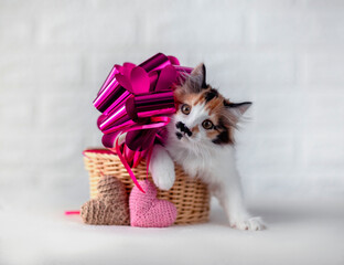 cute little kitten lying in basket with paws dangling on white background among hearts