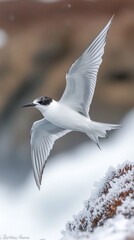 Obraz premium An arctic tern glides over icy waters, displaying its elegance and remarkable migration skills in the cold