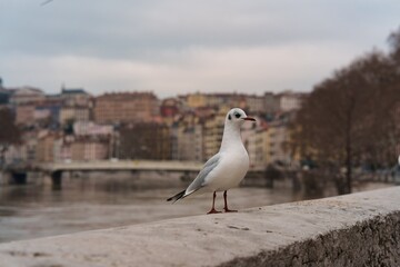 Mouette rieuse Lyon