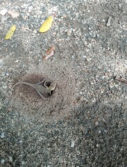 The cactus is digging the ground to lay eggs.

