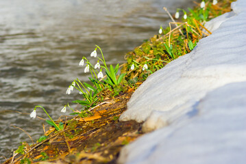 heap of white snowdrop growth on snowbound river coast, beautiful natural spring flower  scene