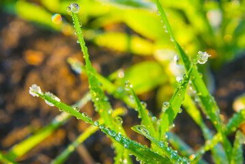 closeup greeen grass sprout in water drop, beautiful natural outdoor background