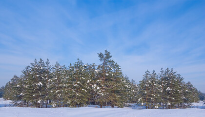 wide winter snowbound fir tree forest at the bright cold day