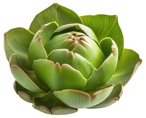 Fototapeta premium PNG Close-up of a green artichoke with detailed leaves