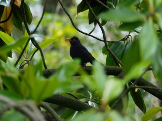 Merle Lyon tete d'or