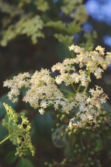 Wild elderflower tree in Ojai, California 