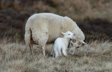 Sheep and her newborn lamb in Springtime.  A pure white newborn lamb snuggles into the warm fleece of her mum on a cold Spring day, Scottish Highlands, UK