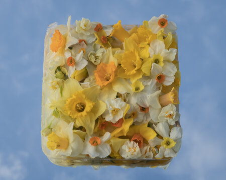 close up of a frozen block of yellow and white spring flowers with daffodil on mirror
