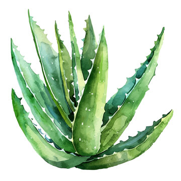 recommend clip art: A watercolor drawing of an aloe vera plant, isolated on a white background. Aloe Vera vector.