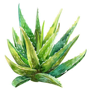 recommend clip art: A watercolor clipart of an aloe vera plant, isolated on a white background. Aloe Vera vector.