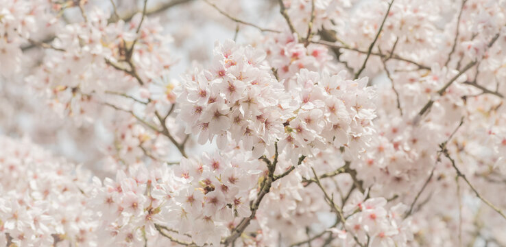 pink and white cherry blossom flowers on tree in early spring