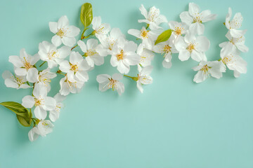 Fototapeta premium Delicate white cherry blossoms arranged on a mint green background