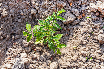 young tomato seedlings in the ground View from above. Growing ecological natural vegetables. Farming