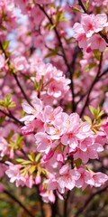 Obraz premium Spring flowers background featuring a beautiful display of pink blossoms in full bloom, colorful, garden