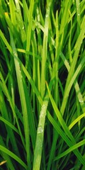 Fresh, vibrant green grass background with dew drops, grass blades, foliage