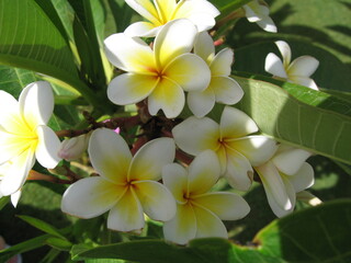 Beautiful white flowers blooming in garden